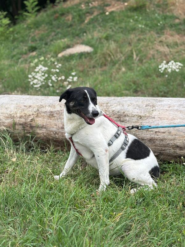 Cookie, una meticcia tenerissima Foto 2